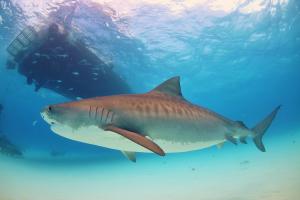 Tiger Shark: rozmiar, zdjęcie i film o rekinie tygrysim