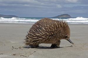 Які тварини живуть в Австралії: фото з назвами і описом