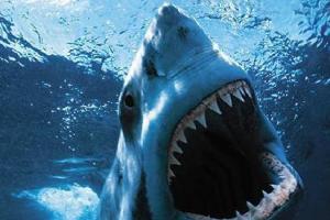 Небезпечна зустріч: акули в Єгипті