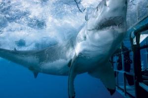 ผลกระทบของการโจมตีของฉลามขาว