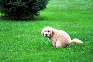 Que cheiro afasta os cães de seu tapete ou gramado favorito?
