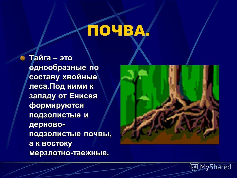 Почвы зоны хвойных лесов. Почвы тайги. Тайга климат почва растительный и животный мир. Почвы тайги в России. Рельеф и почвы тайги.