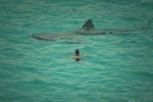 Um encontro perigoso: tubarões no Egito