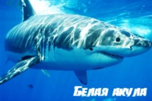 Tubarões brancos no Adriático: uma crônica de ataques a pessoas
